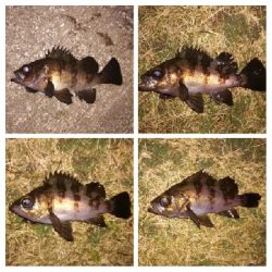 メバリング1835〜2030