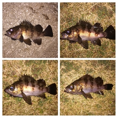 メバリング1835〜2030