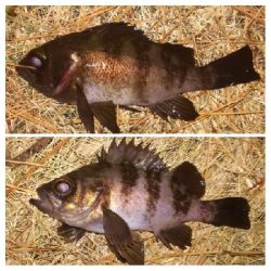 メバリング1940〜2035