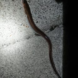 メバル狙いでしたが