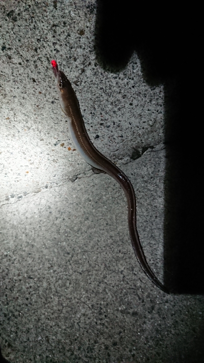 メバル狙いでしたが