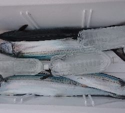 釣り初めは京鰆