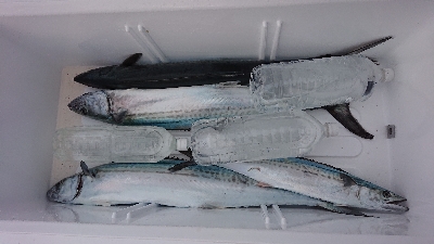 釣り初めは京鰆