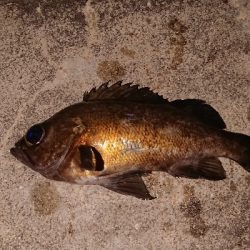 この時期は渋い