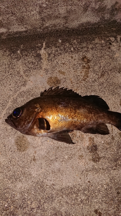 この時期は渋い