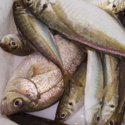 サビキは普通に釣れます