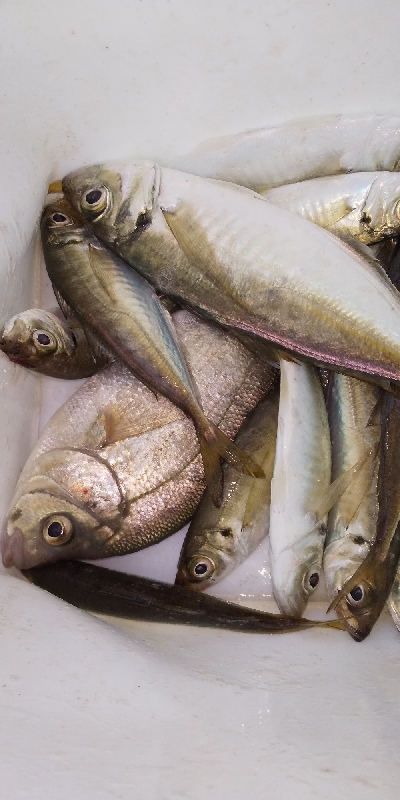 サビキは普通に釣れます