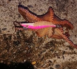 朝マズメ、ヤリイカ狙い