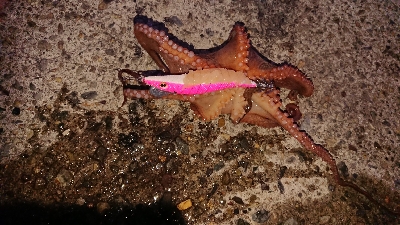 朝マズメ、ヤリイカ狙い