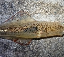 天気が雨予報前に