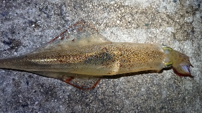 天気が雨予報前に