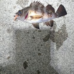 短時間のジアイ