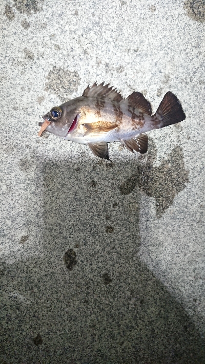 短時間のジアイ