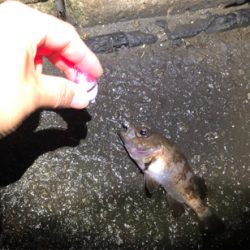 メバリング（ガシリング⁈）