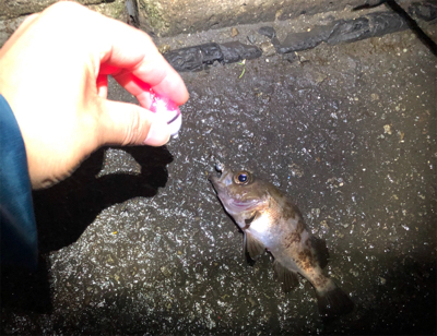 メバリング（ガシリング⁈）