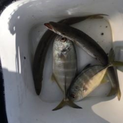 新魚種第三弾 そして釣り納め