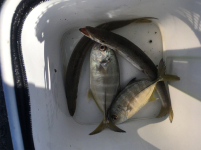 新魚種第三弾　そして釣り納め