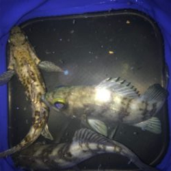 釣納めにメバル