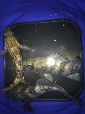 釣納めにメバル