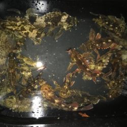 初釣り、そして入魂