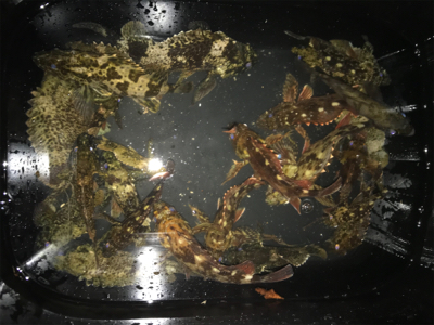 初釣り、そして入魂