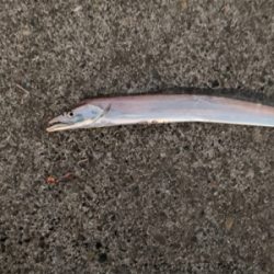 新年あけまして、タチウオ釣れました。