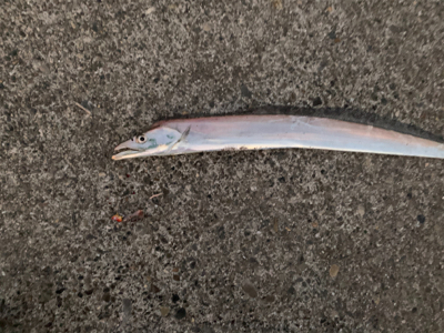 新年あけまして、タチウオ釣れました。