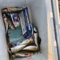 今年最初の釣り