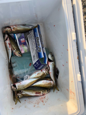 今年最初の釣り