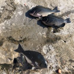 初釣り　磯フカセ