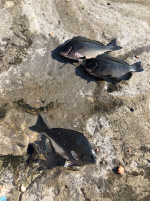 初釣り　磯フカセ