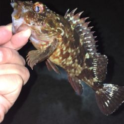 初釣りメバリング