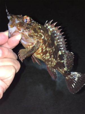 初釣りメバリング