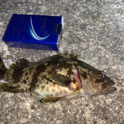 タケノコメバル①