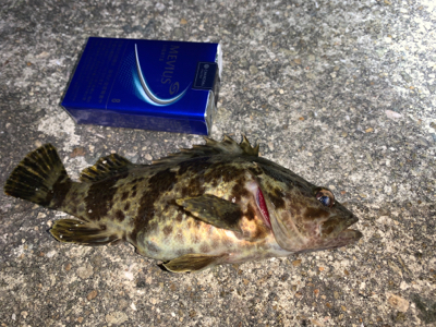 タケノコメバル①