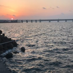 アジのちブリ狙い