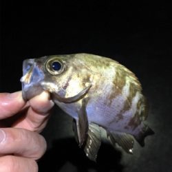 新春メバリング