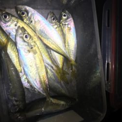 爆風中アジ釣り