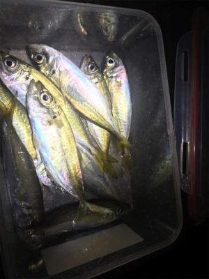 爆風中アジ釣り