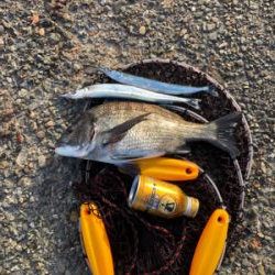 波止フカセ釣り