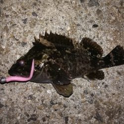 潮位低くて渋め