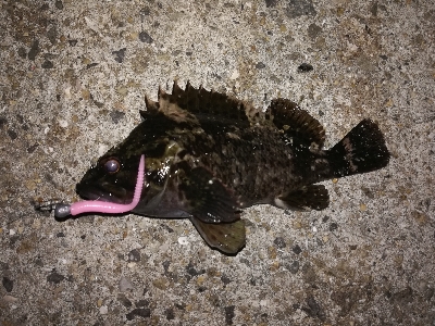 潮位低くて渋め