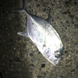メッキと根魚