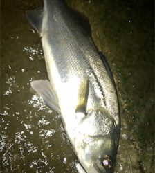 シーバスフィッシング〜