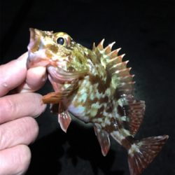 ボトムでガシラ