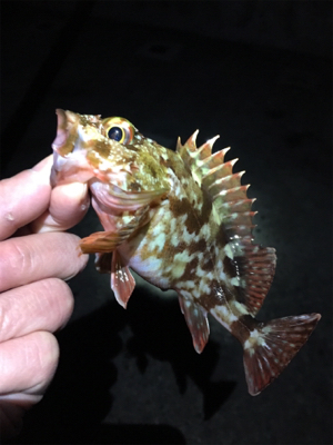 ボトムでガシラ