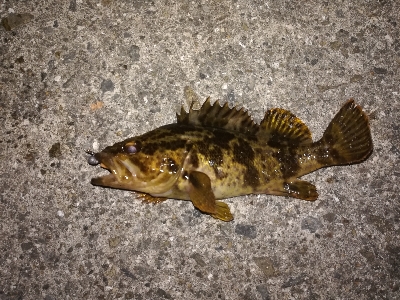 1時間だけライトゲーム