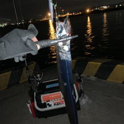 仕事始めのタチウオ