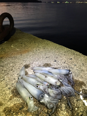 チィチィイカまだいけそうです