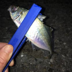 アジング・メバリング